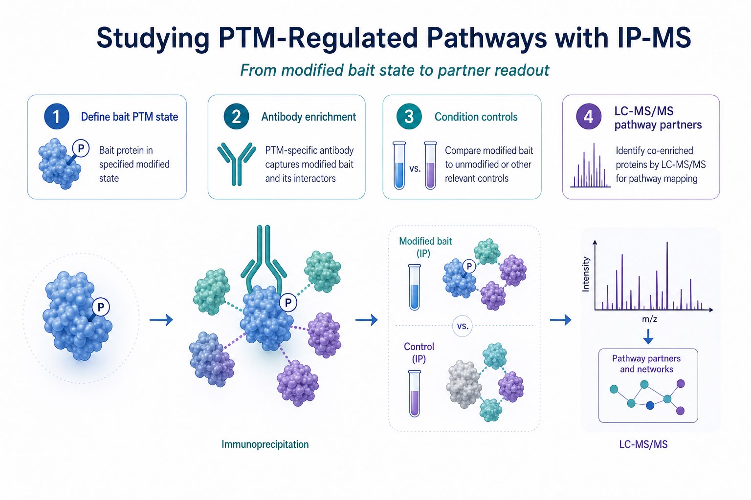 PTM-regulated pathway study workflow from modified bait enrichment to IP-MS partner readout