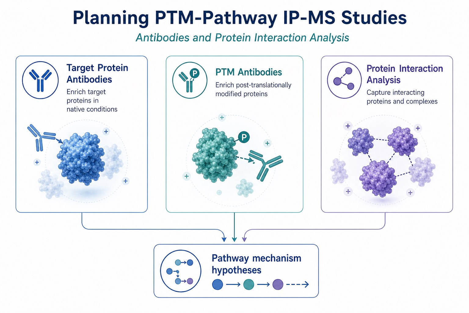 Planning map connecting Target Protein Antibodies PTM Antibodies and Protein Interaction Analysis for pathway studies
