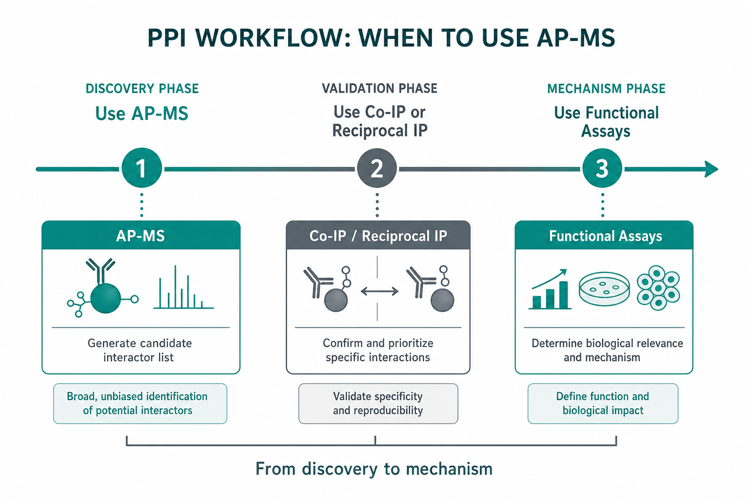 PPI study timeline showing AP-MS for discovery and comparison followed by Co-IP validation and functional assays PPI study timeline showing AP-MS for discovery and comparison followed by Co-IP validation and functional assays