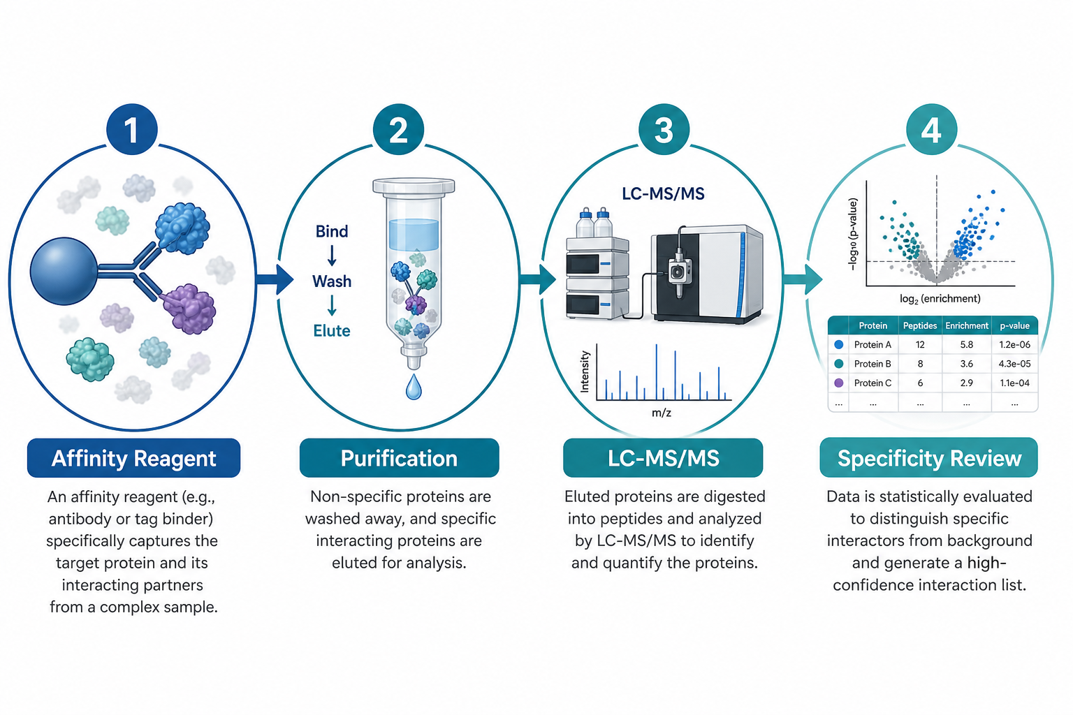 Concept diagram showing AP-MS bait affinity capture co-enriched proteins and LC-MS/MS identification of candidate interactors Concept diagram showing AP-MS bait affinity capture co-enriched proteins and LC-MS/MS identification of candidate interactors