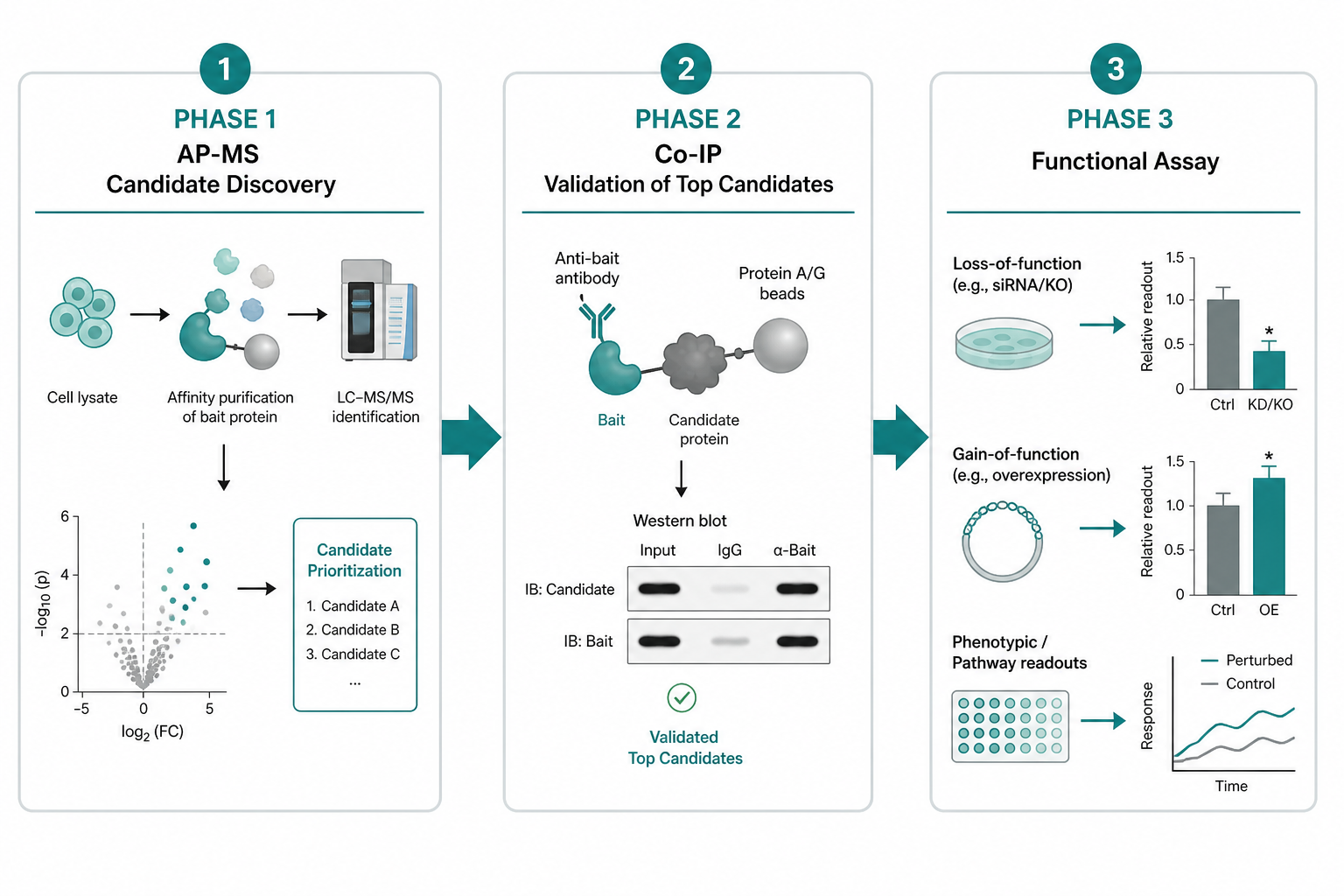 Sequential PPI workflow using AP-MS for discovery Co-IP for candidate validation and functional assays for mechanism Sequential PPI workflow using AP-MS for discovery Co-IP for candidate validation and functional assays for mechanism