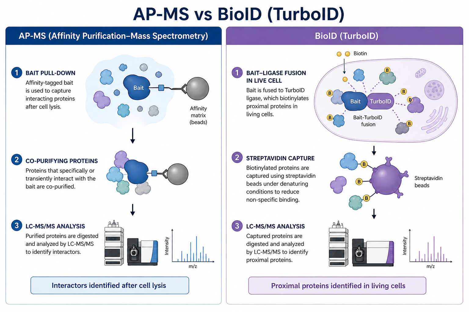 Comparison of AP-MS co-purification workflow and BioID TurboID live-cell proximity labeling followed by streptavidin capture and MS Comparison of AP-MS co-purification workflow and BioID TurboID live-cell proximity labeling followed by streptavidin capture and MS
