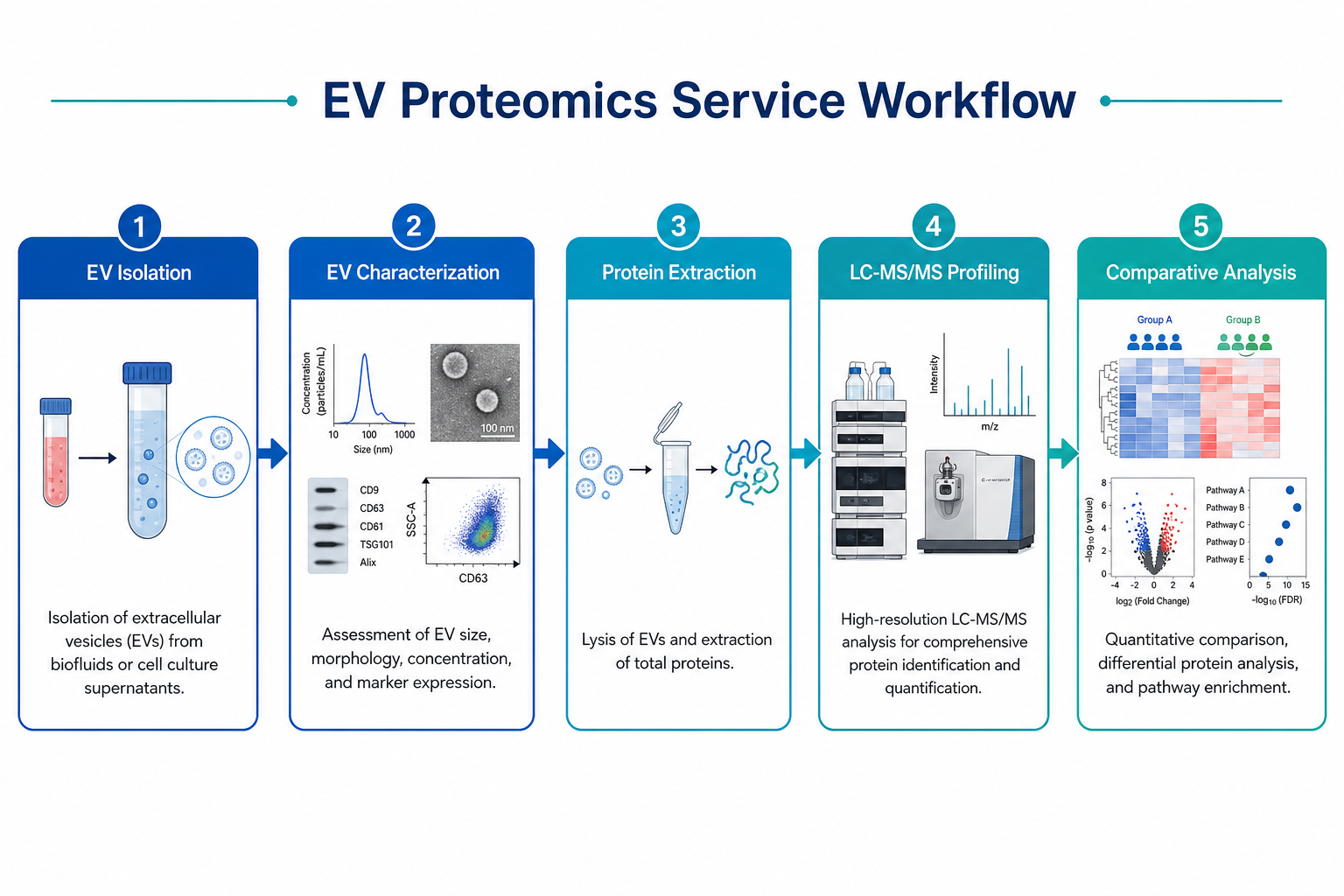 Extracellular vesicle proteomics service workflow from EV isolation through LC-MS/MS profiling and comparative analysis Extracellular vesicle proteomics service workflow from EV isolation through LC-MS/MS profiling and comparative analysis