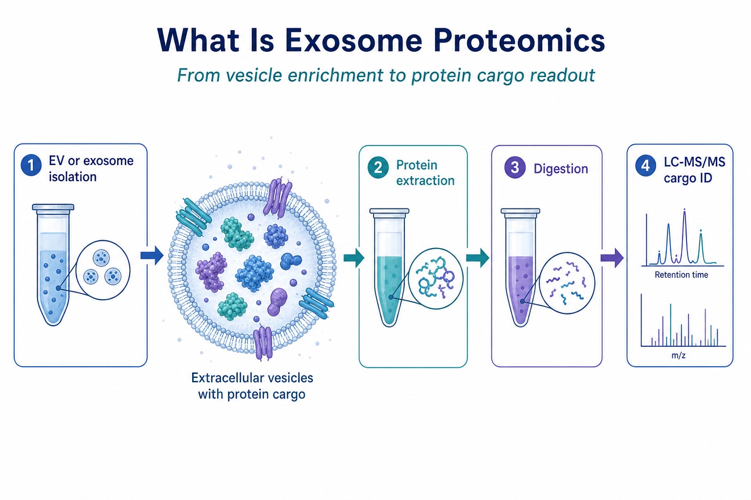 Exosome proteomics workflow from EV isolation protein extraction to LC-MS/MS cargo identification Exosome proteomics workflow from EV isolation protein extraction to LC-MS/MS cargo identification