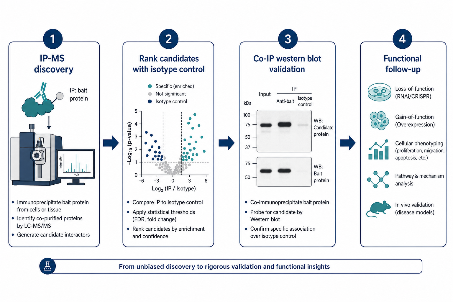 Sequential workflow using IP-MS for discovery Co-IP western blot for candidate validation and functional assays Sequential workflow using IP-MS for discovery Co-IP western blot for candidate validation and functional assays