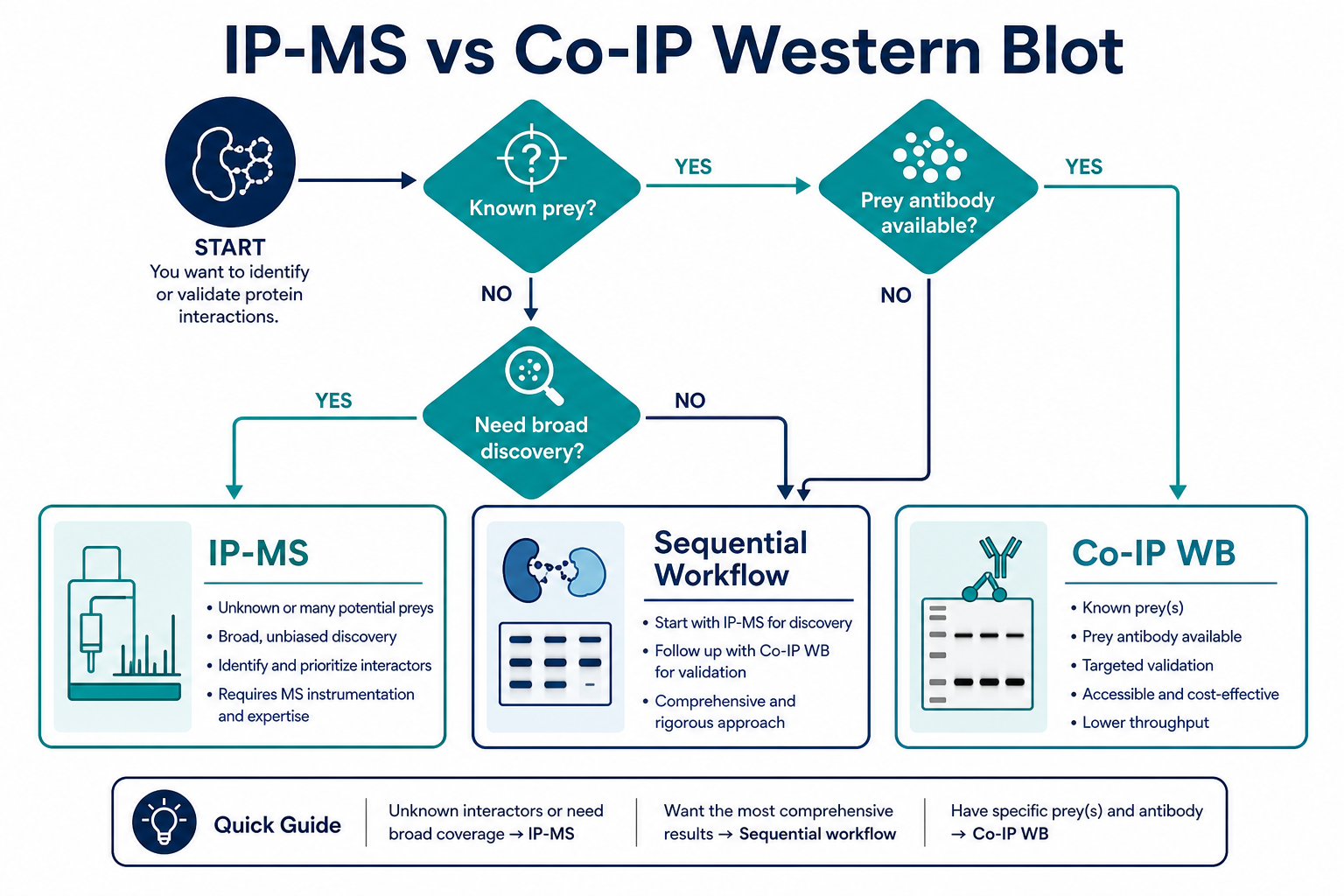 IP-MS vs Co-IP western blot decision tree based on discovery confirmation prey antibody availability and sequential workflow need IP-MS vs Co-IP western blot decision tree based on discovery confirmation prey antibody availability and sequential workflow need