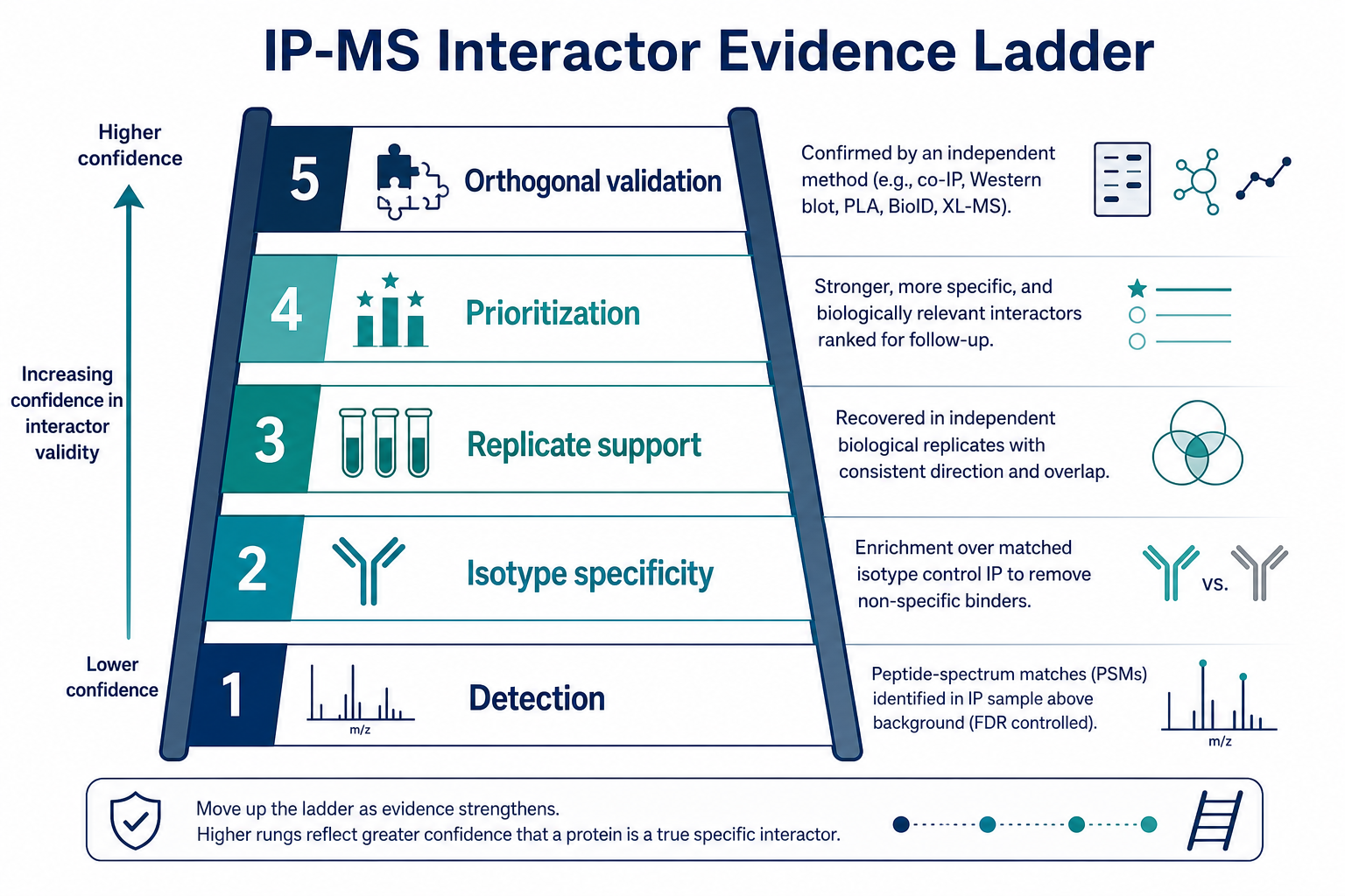 Evidence ladder for high-confidence IP-MS interactors from detection through isotype control enrichment replicates and orthogonal validation Evidence ladder for high-confidence IP-MS interactors from detection through isotype control enrichment replicates and orthogonal validation