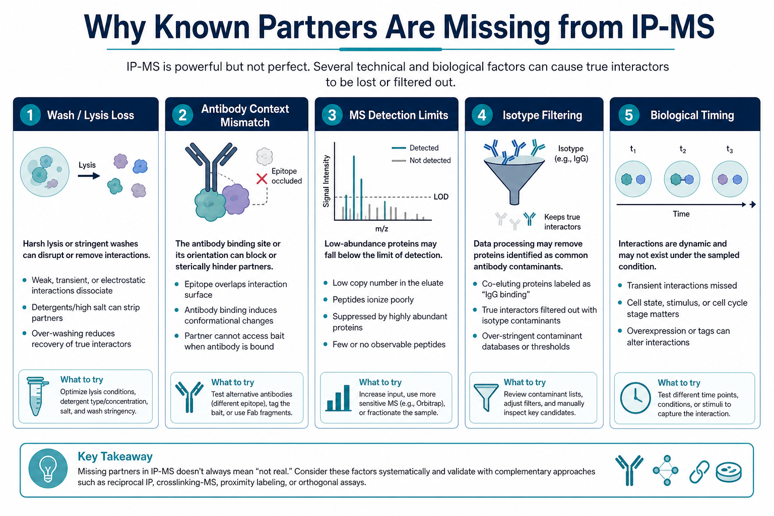 Reasons known interacting proteins may be missing from IP-MS including wash loss antibody context MS depth isotype filtering and biological timing Reasons known interacting proteins may be missing from IP-MS including wash loss antibody context MS depth isotype filtering and biological timing