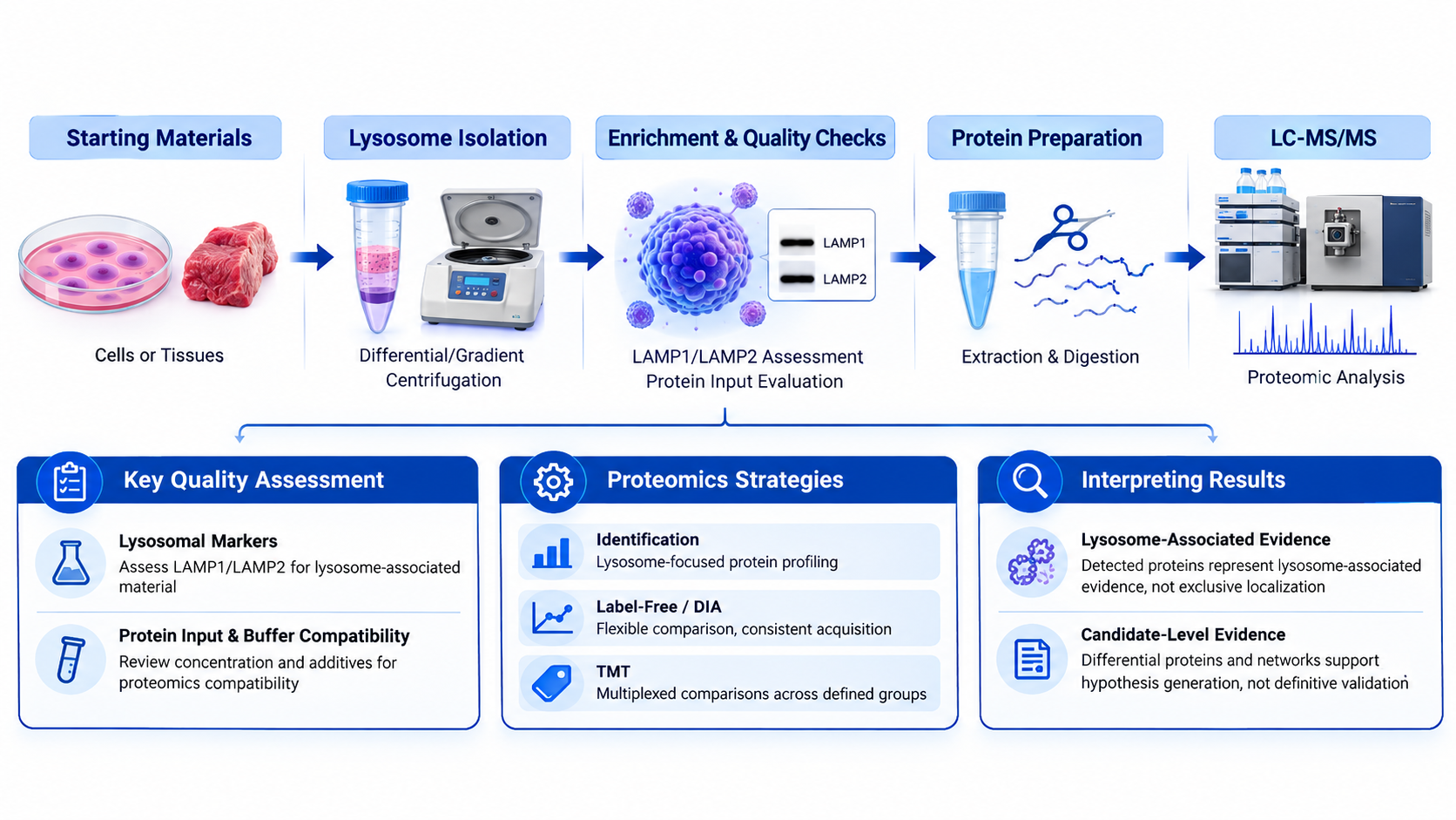 2082365376086233088-lysosome-isolation-and-proteomics-service-support-from-cells-and-tissues-to-lc-ms-ms-analysis-01.png