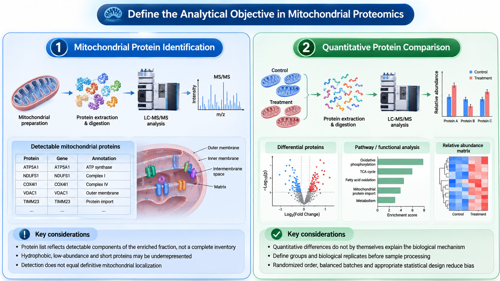 2082370257966682112-mitochondrial-proteomics-service-for-protein-identification-and-quantitative-comparison-02.png