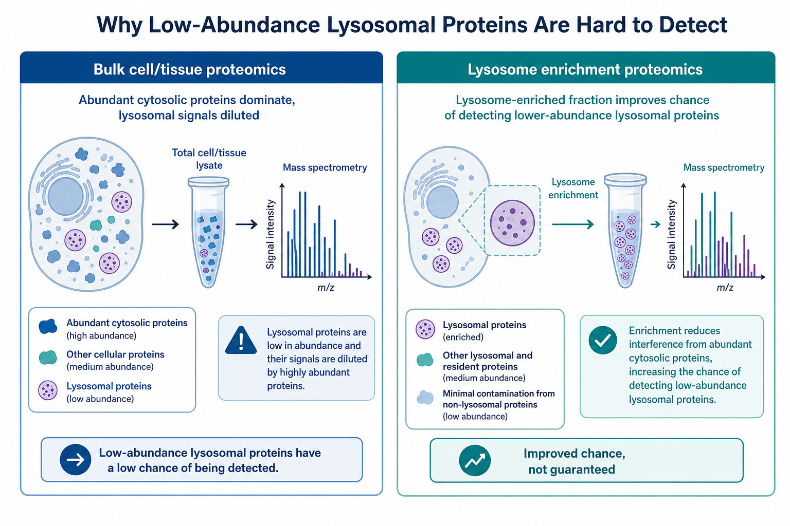 Comparison of bulk proteomics and lysosome enrichment proteomics for detecting low-abundance lysosomal proteins Comparison of bulk proteomics and lysosome enrichment proteomics for detecting low-abundance lysosomal proteins