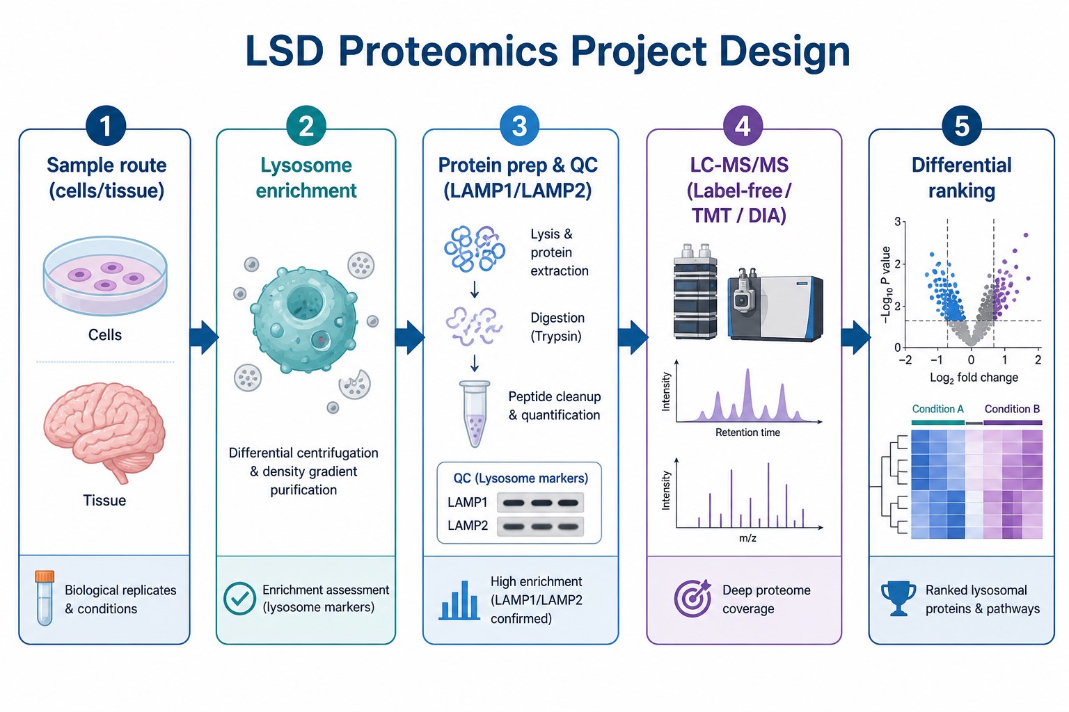 Project design map from sample route and enrichment to differential analysis for storage-disease proteomics