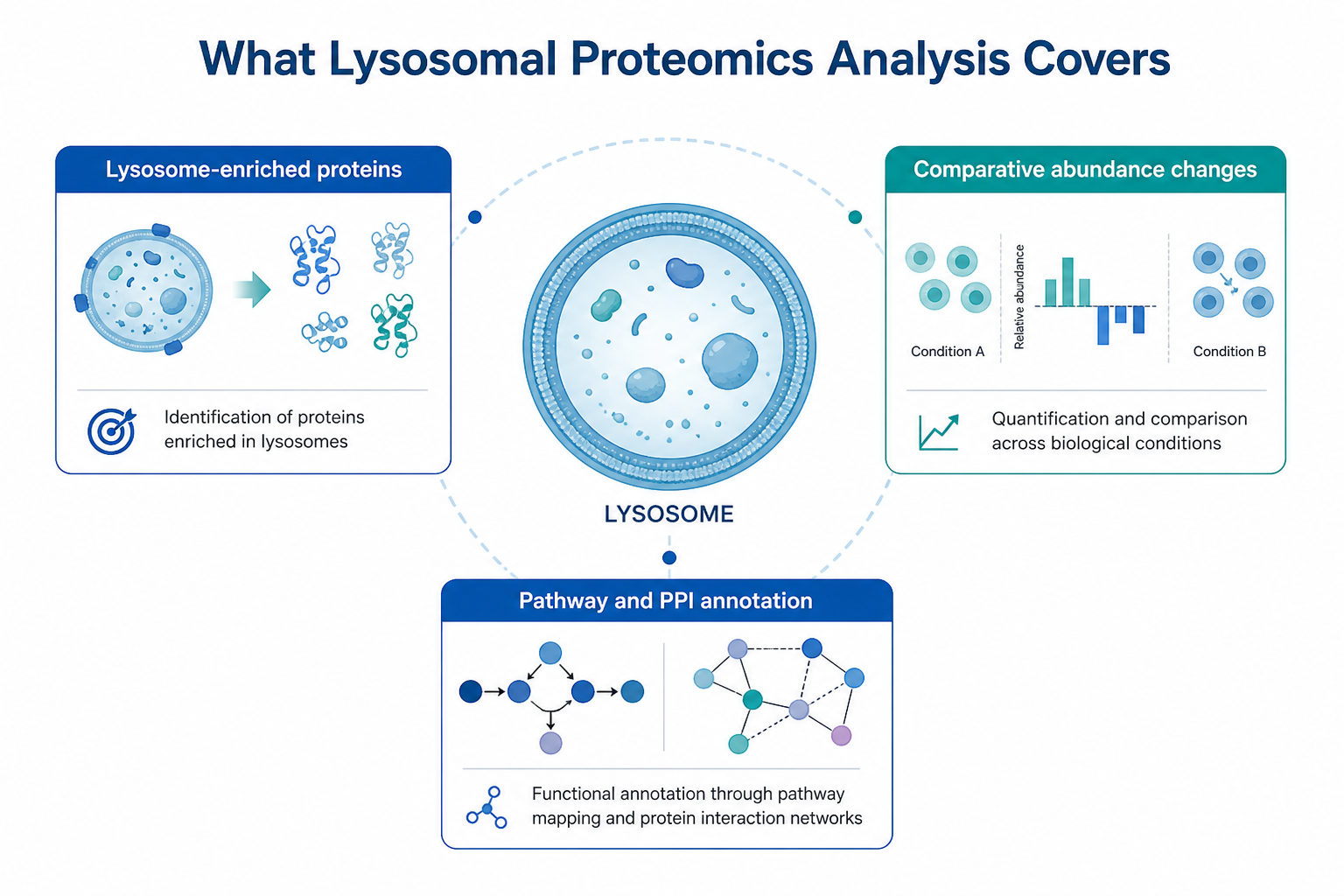 Overview of lysosomal proteomics analysis covering enrichment-associated proteins comparative changes and pathway annotation