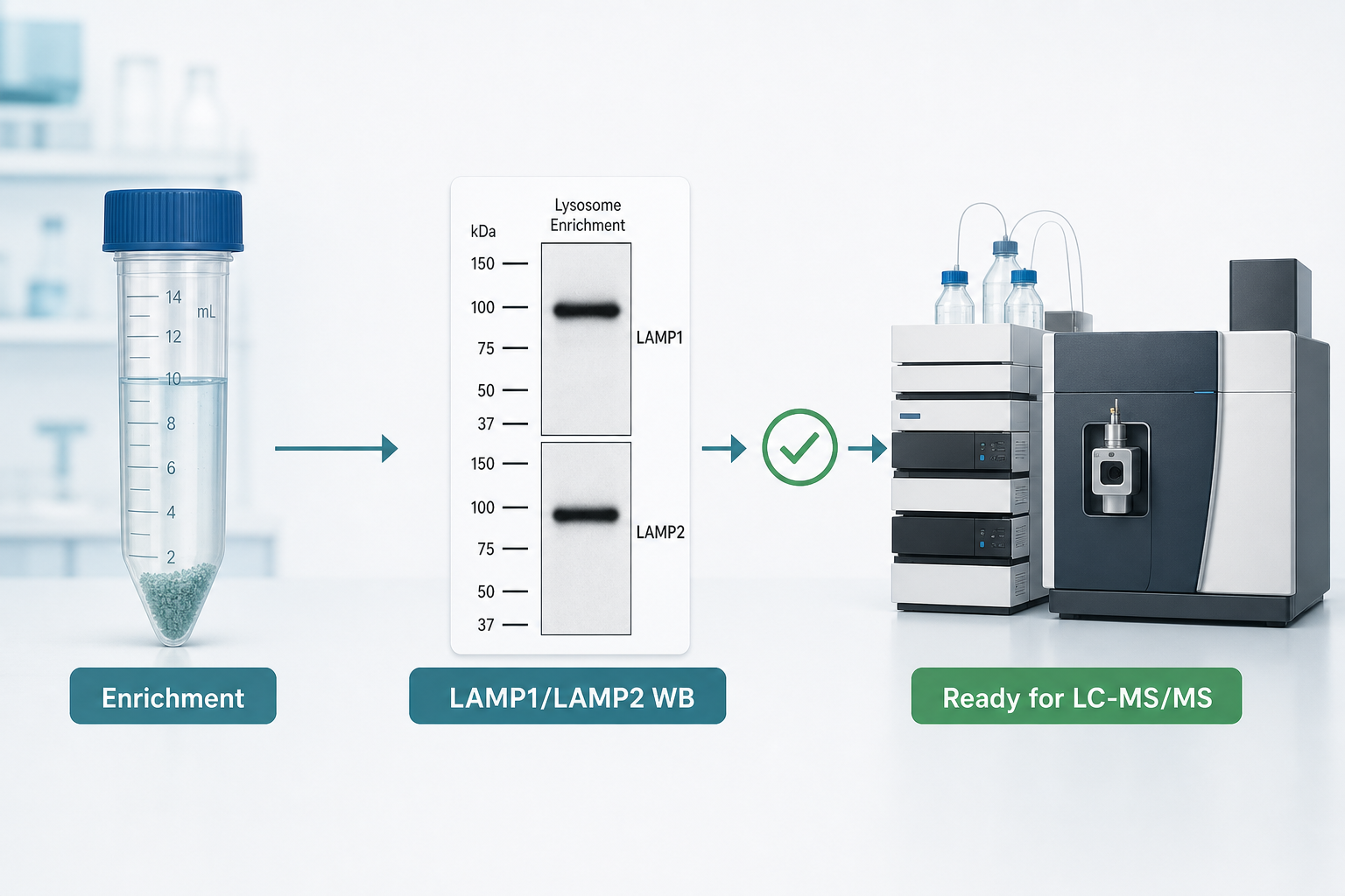 Lysosome enrichment QC decision flow from isolation to LAMP1 LAMP2 Western blot and LC-MS/MS readiness Lysosome enrichment QC decision flow from isolation to LAMP1 LAMP2 Western blot and LC-MS/MS readiness