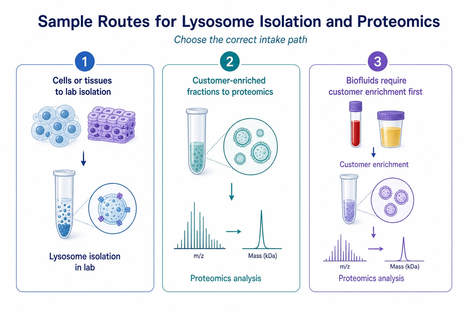 Sample route map for lysosome isolation and proteomics from cells tissues or customer-enriched fractions Sample route map for lysosome isolation and proteomics from cells tissues or customer-enriched fractions