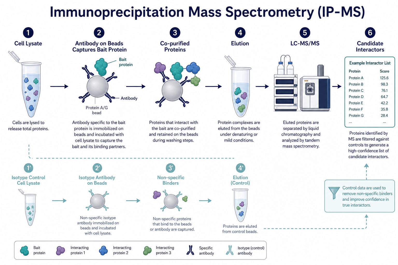Antibody-centered IP workflow from membrane lysate capture through LC-MS/MS partner identification