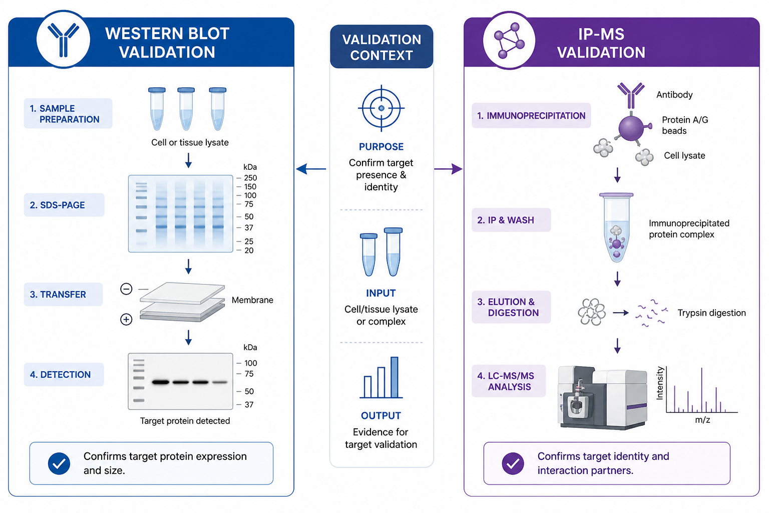 Western blot validation and IP-MS validation test different antibody performance under different conditions Western blot validation and IP-MS validation test different antibody performance under different conditions