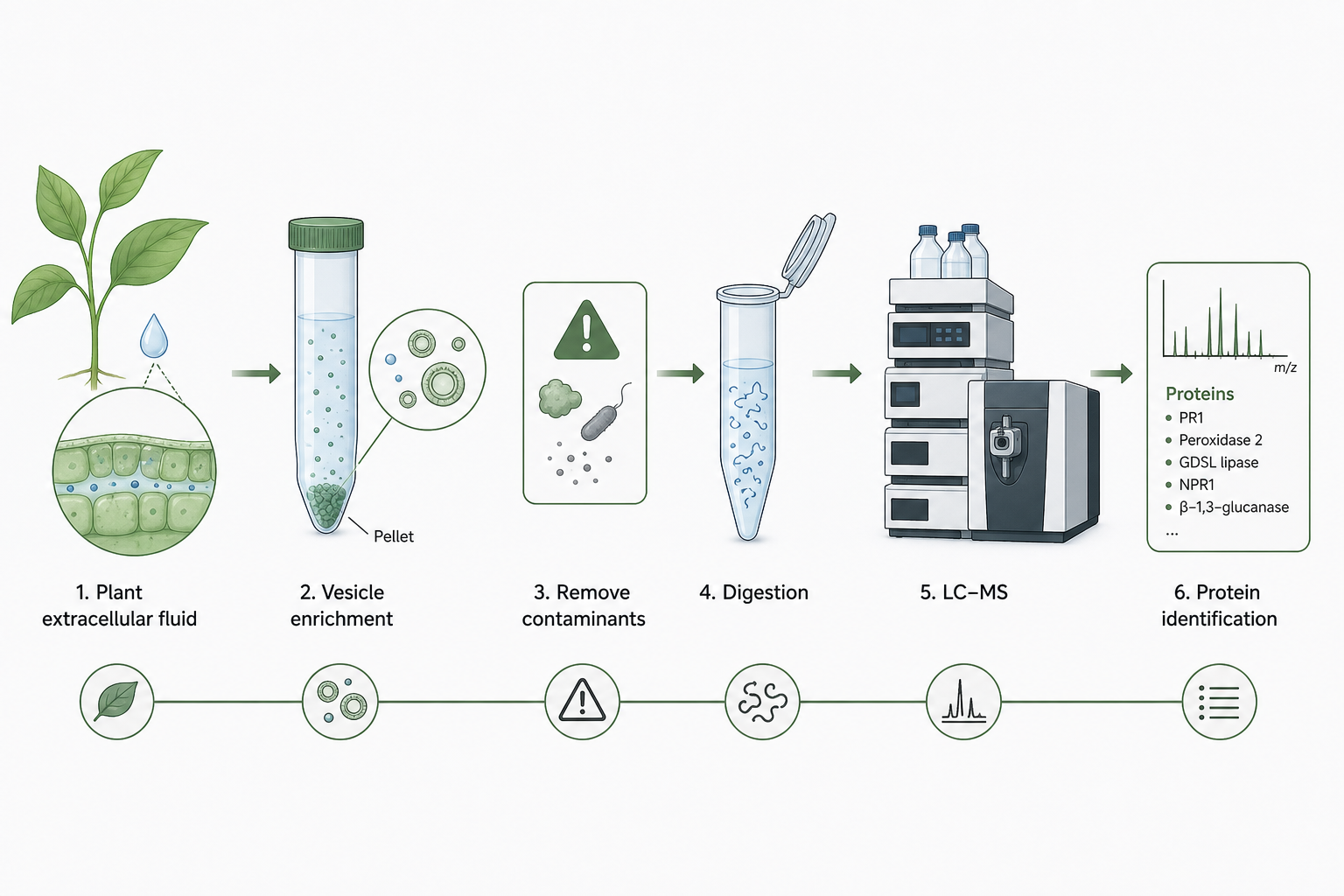 Low-input plant EV sample path from enrichment to LC-MS Low-input plant EV sample path from enrichment to LC-MS