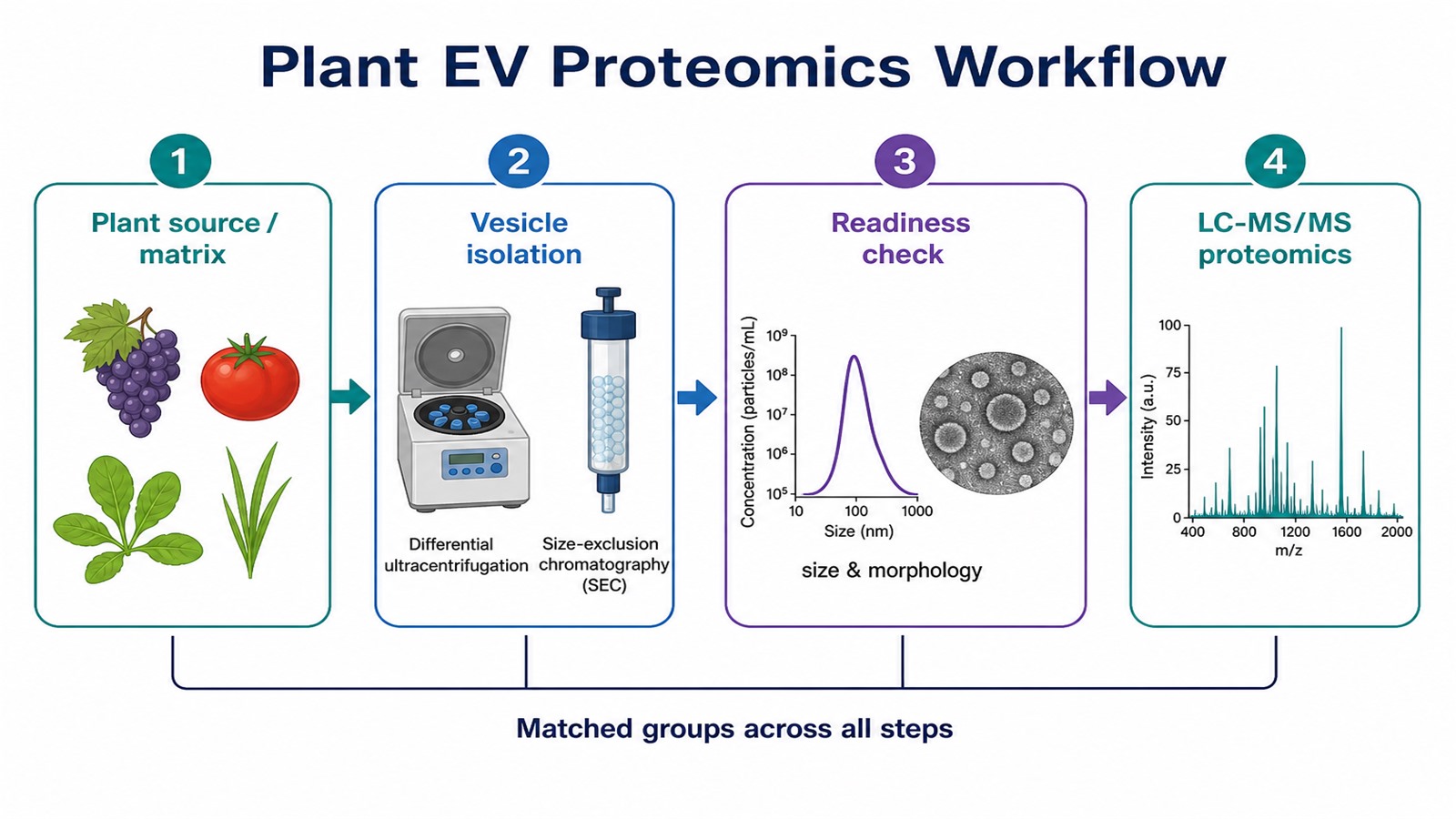 Workflow from plant vesicle isolation and readiness check to LC-MS/MS protein analysis Workflow from plant vesicle isolation and readiness check to LC-MS/MS protein analysis