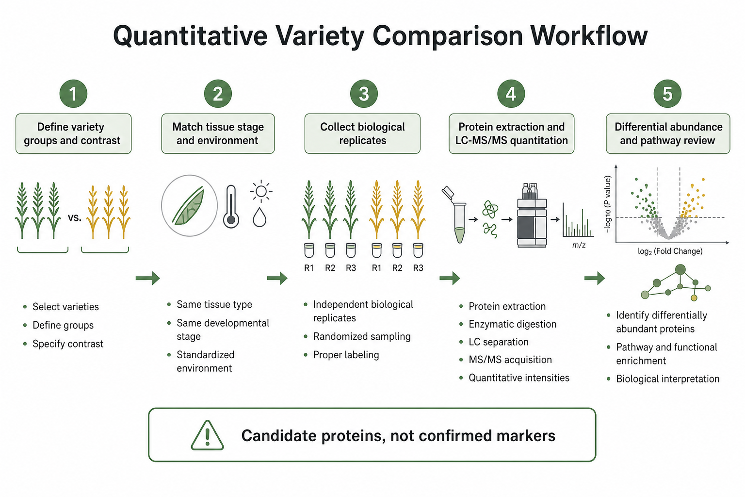 Quantitative workflow for comparing plant varieties using proteomics Quantitative workflow for comparing plant varieties using proteomics