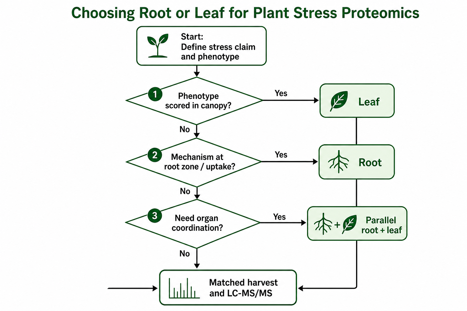 Decision path for choosing root or leaf proteomics in plant stress studies Decision path for choosing root or leaf proteomics in plant stress studies
