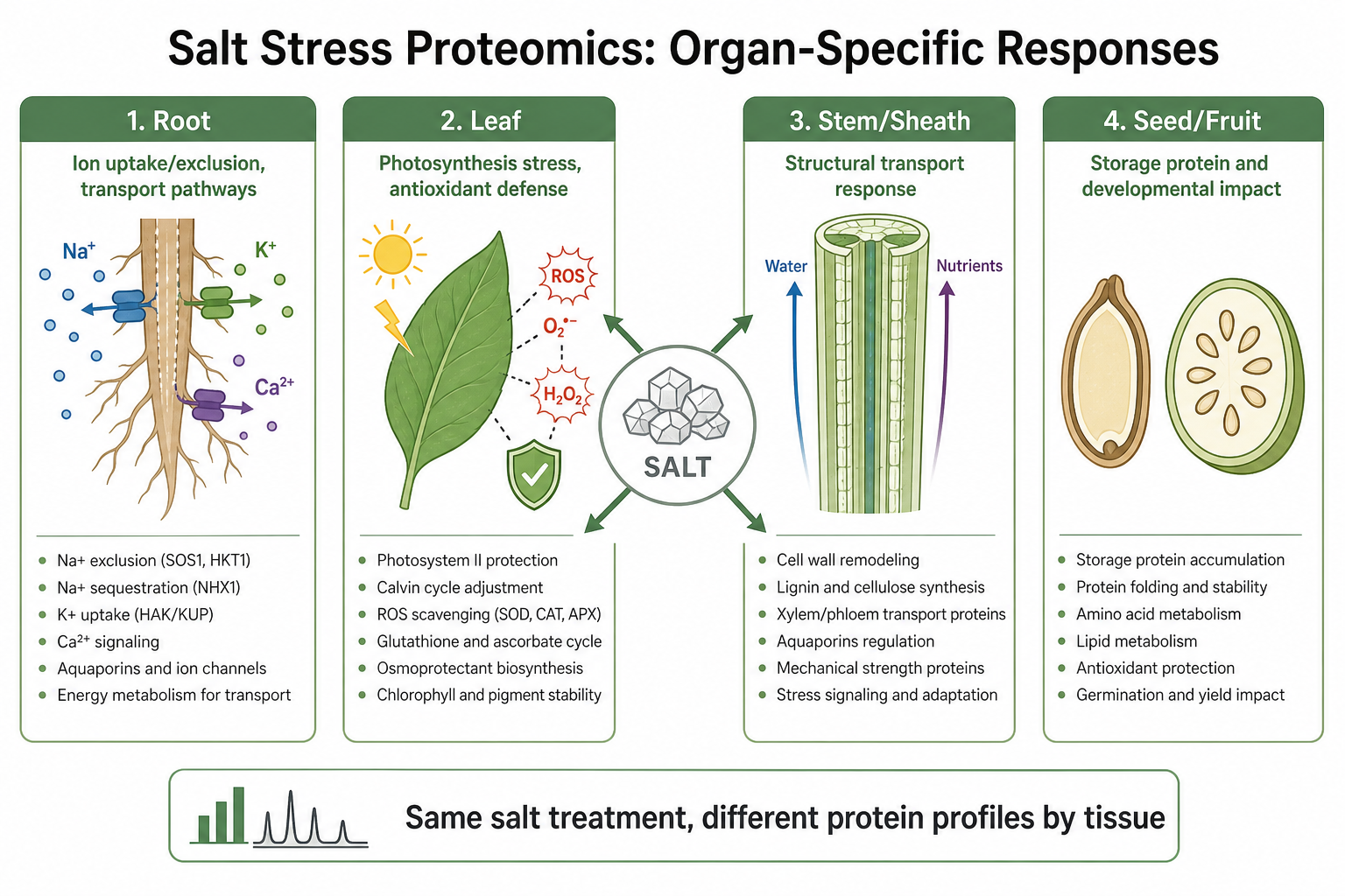 How sampled organ shapes salt stress proteomics interpretation in plant proteomics studies How sampled organ shapes salt stress proteomics interpretation in plant proteomics studies