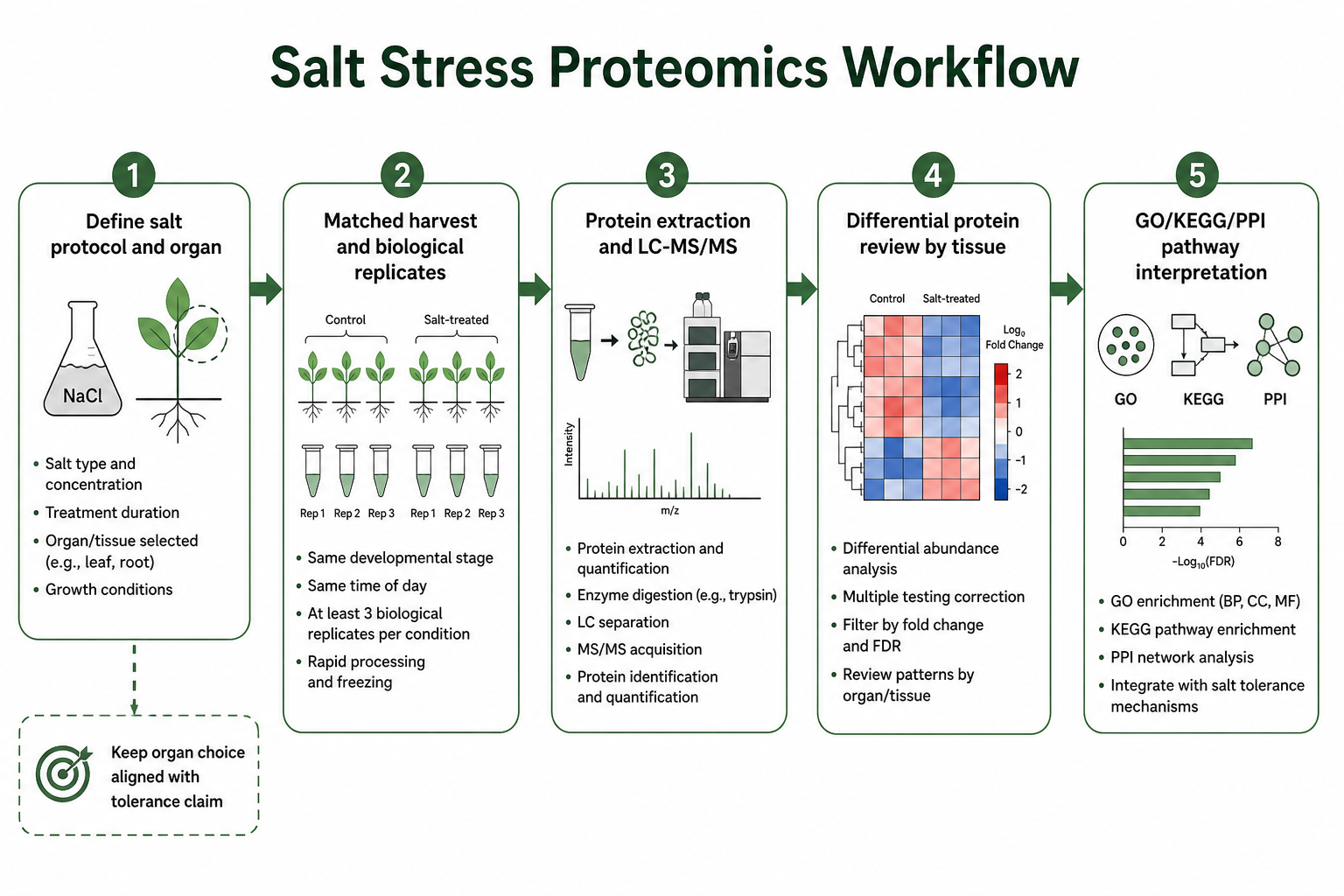 Workflow from matched salt treatment to organ-specific protein and pathway interpretation Workflow from matched salt treatment to organ-specific protein and pathway interpretation