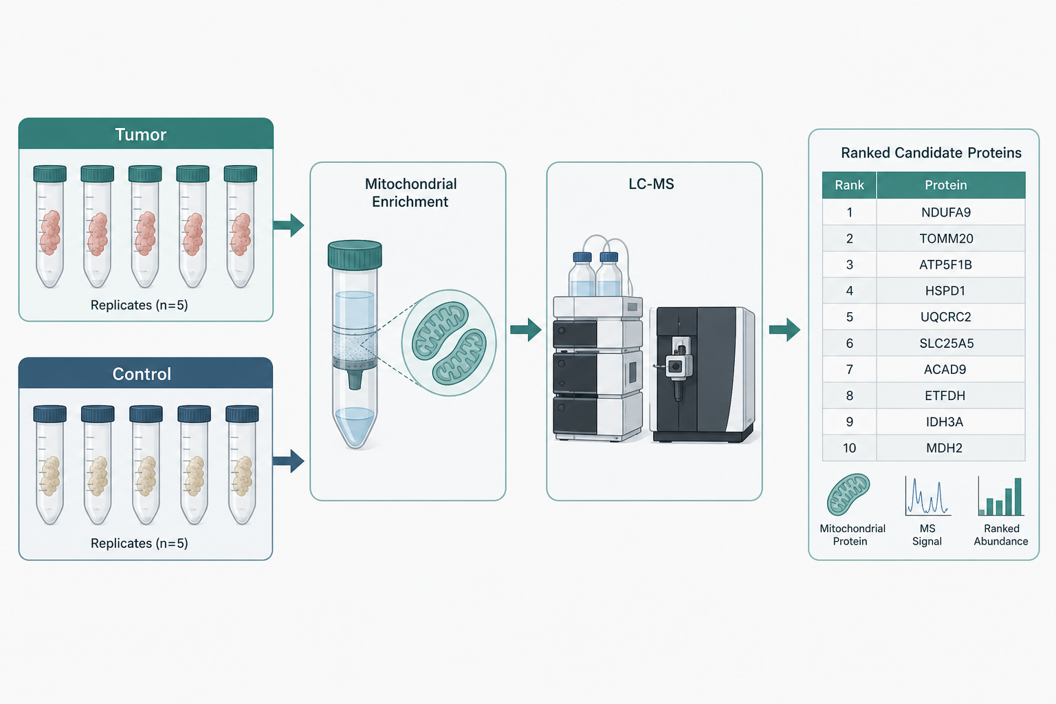 Matched tumor study arms feeding a ranked mitochondrial candidate list Matched tumor study arms feeding a ranked mitochondrial candidate list