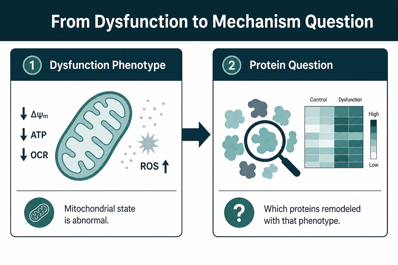 From observed mitochondrial dysfunction to a protein-mechanism question From observed mitochondrial dysfunction to a protein-mechanism question