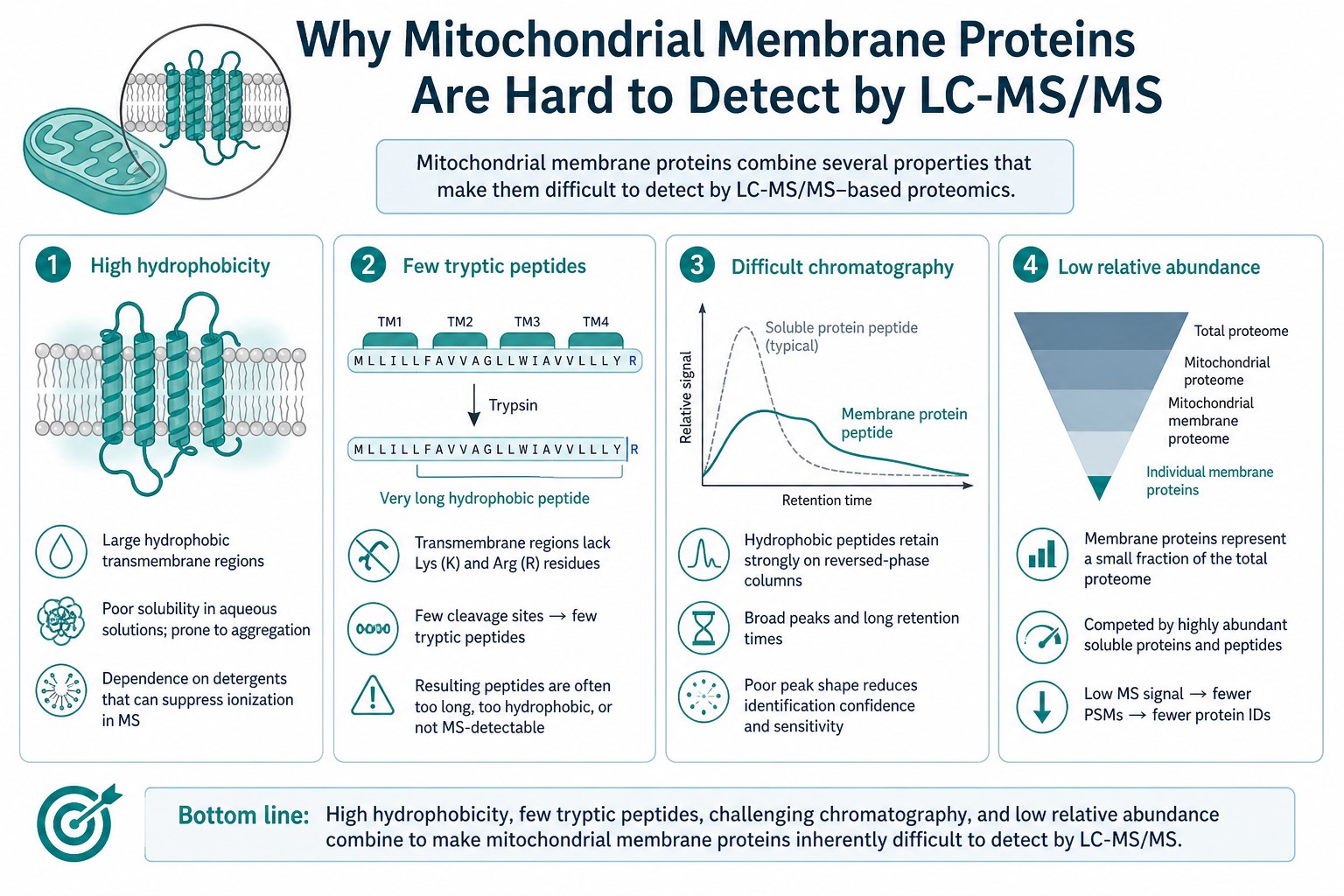 Why mitochondrial membrane proteins are hard to recover as LC-MS/MS peptides Why mitochondrial membrane proteins are hard to recover as LC-MS/MS peptides