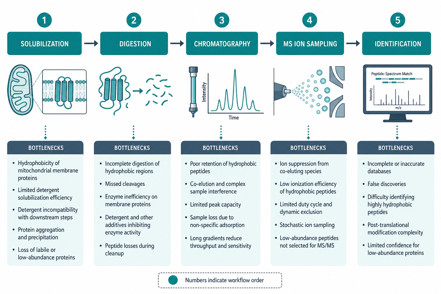 From mitochondrial membrane protein to peptide detection bottlenecks From mitochondrial membrane protein to peptide detection bottlenecks