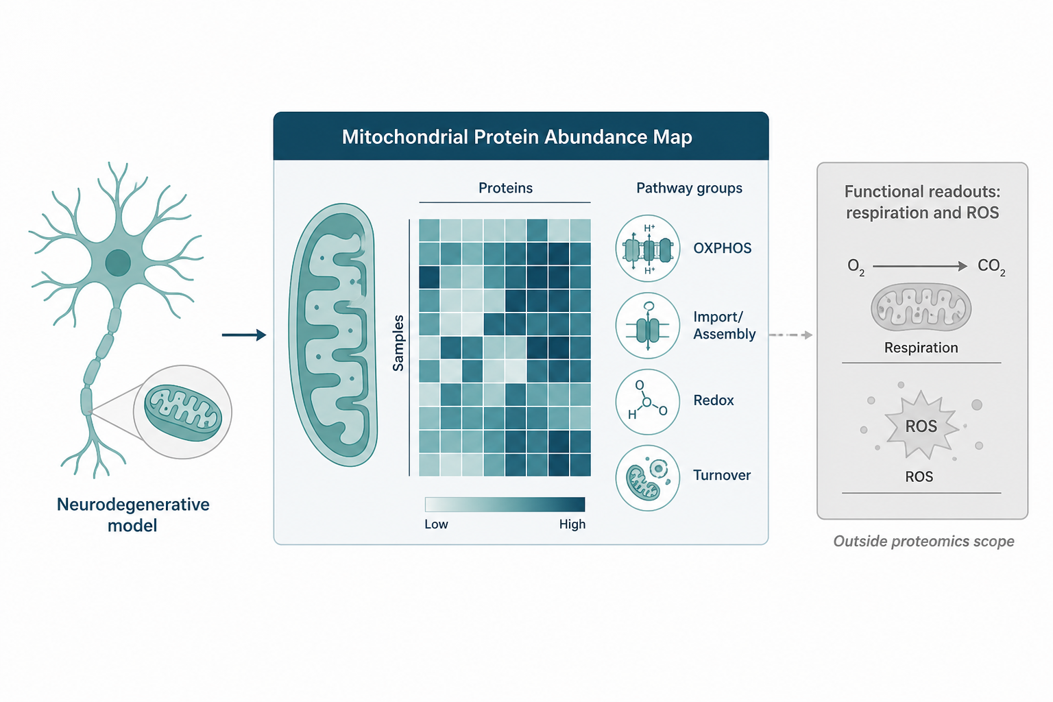 Neurodegenerative disease arms mapped to mitochondrial protein changes Neurodegenerative disease arms mapped to mitochondrial protein changes