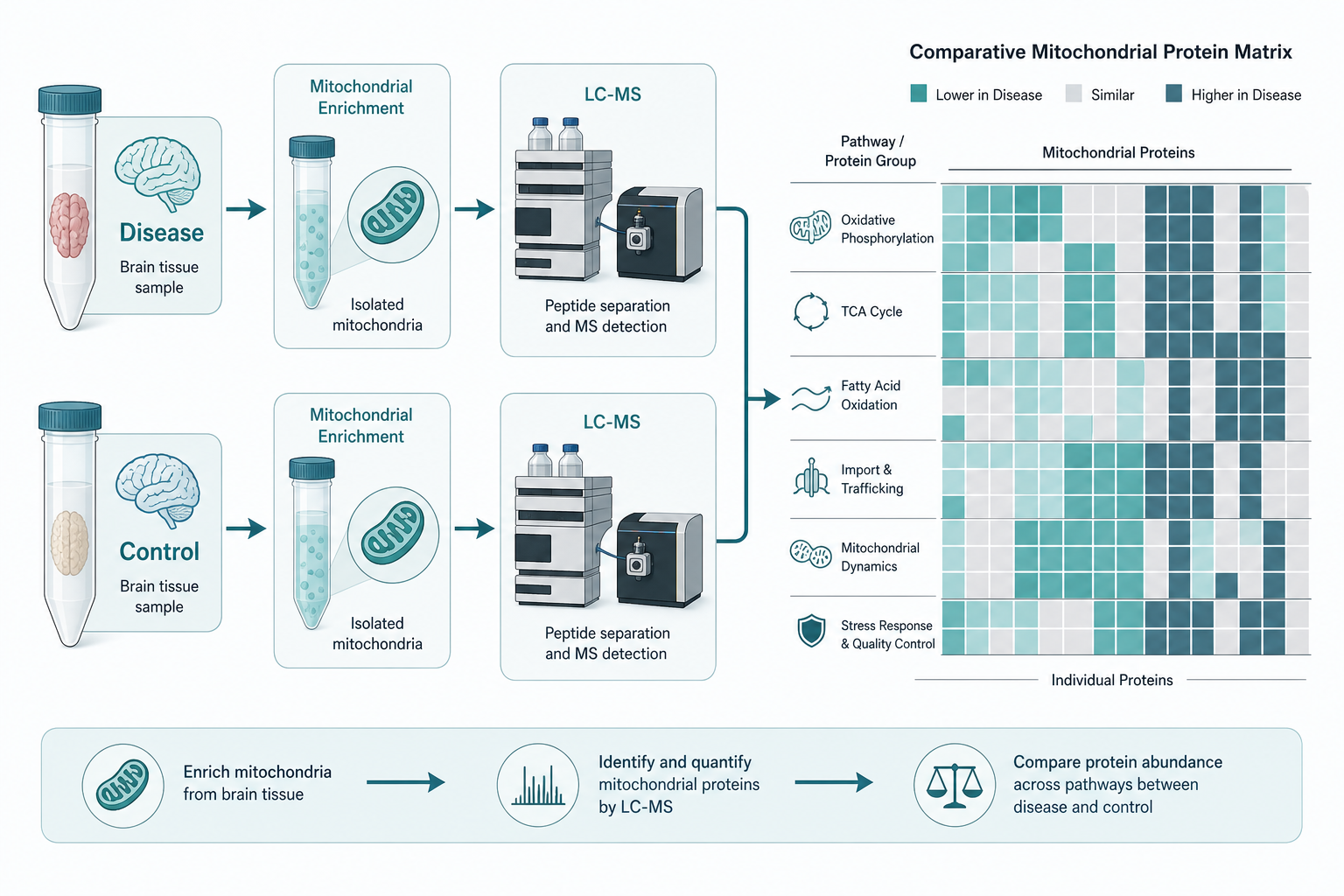Matched disease and control arms feeding a mitochondrial dysfunction protein map Matched disease and control arms feeding a mitochondrial dysfunction protein map