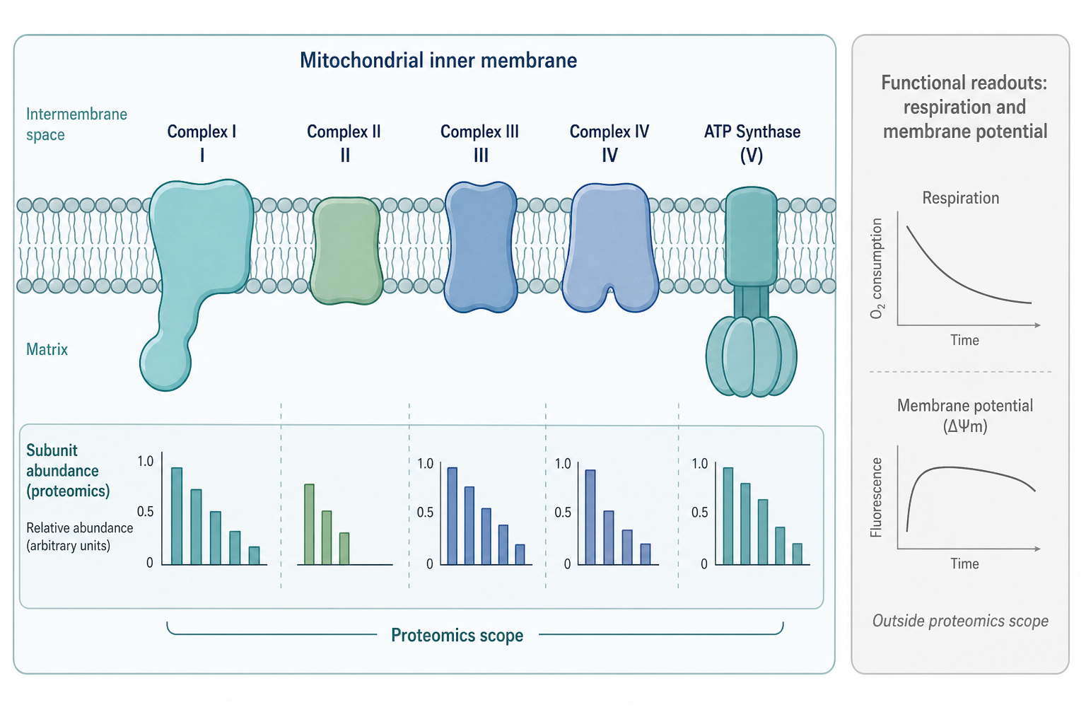Oxidative phosphorylation complexes mapped by mitochondrial proteomics Oxidative phosphorylation complexes mapped by mitochondrial proteomics