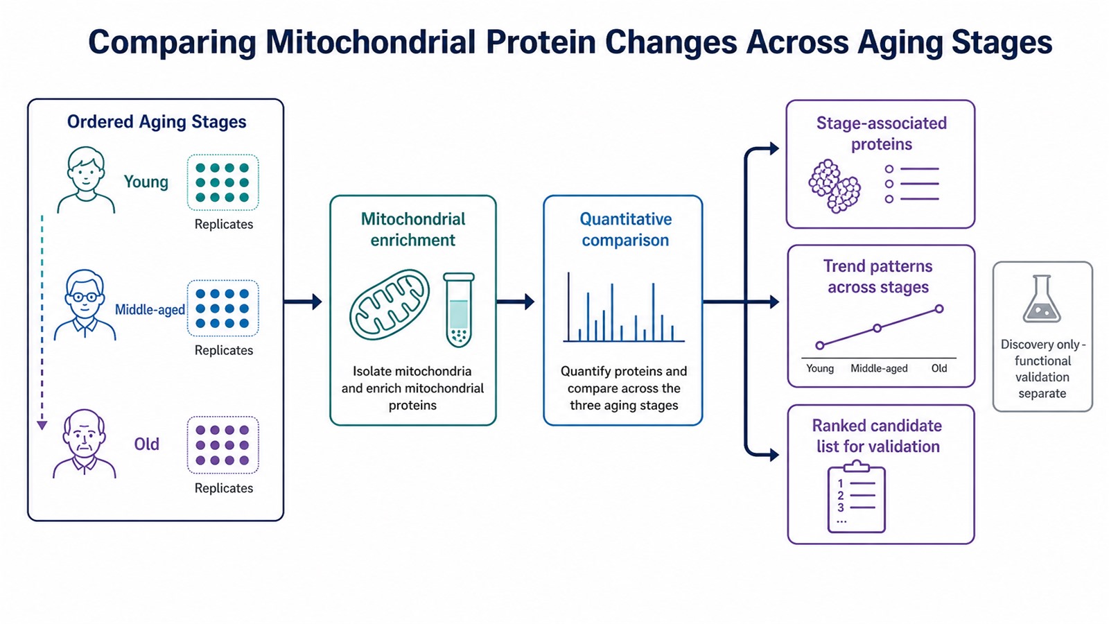 Application map showing samples from ordered aging stages analyzed by mitochondrial proteomics to yield differential proteins and stage trend patterns Application map showing samples from ordered aging stages analyzed by mitochondrial proteomics to yield differential proteins and stage trend patterns