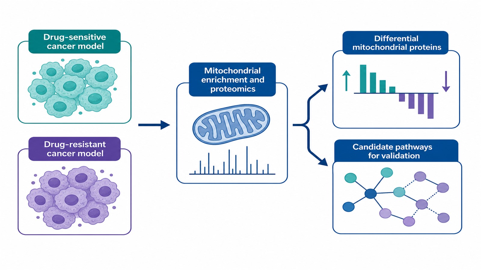 Application map showing paired drug-sensitive and drug-resistant cancer models analyzed by mitochondrial proteomics to yield differential proteins and candidate pathways