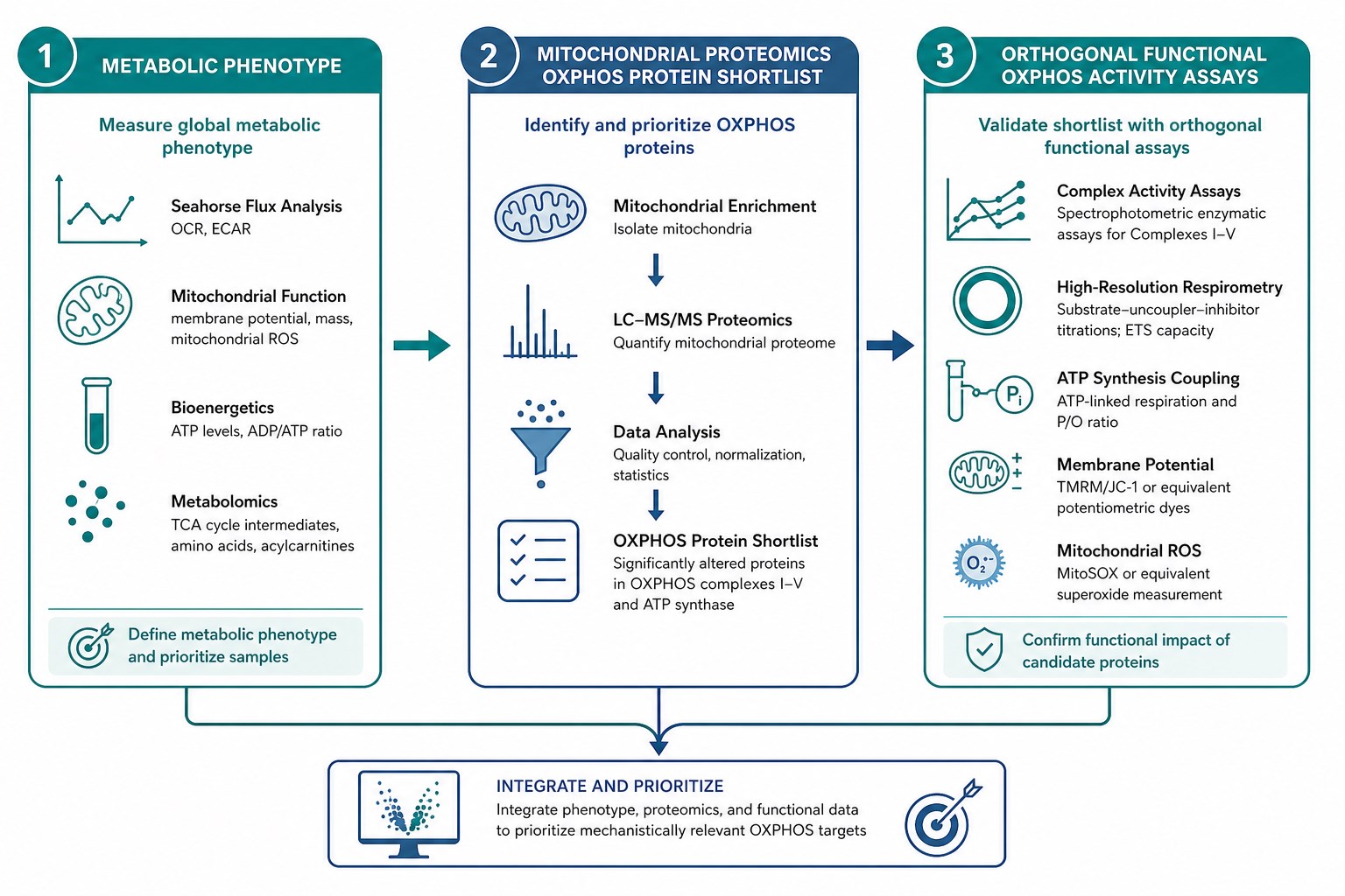 From metabolic phenotype to proteomics shortlist to functional OXPHOS assays From metabolic phenotype to proteomics shortlist to functional OXPHOS assays