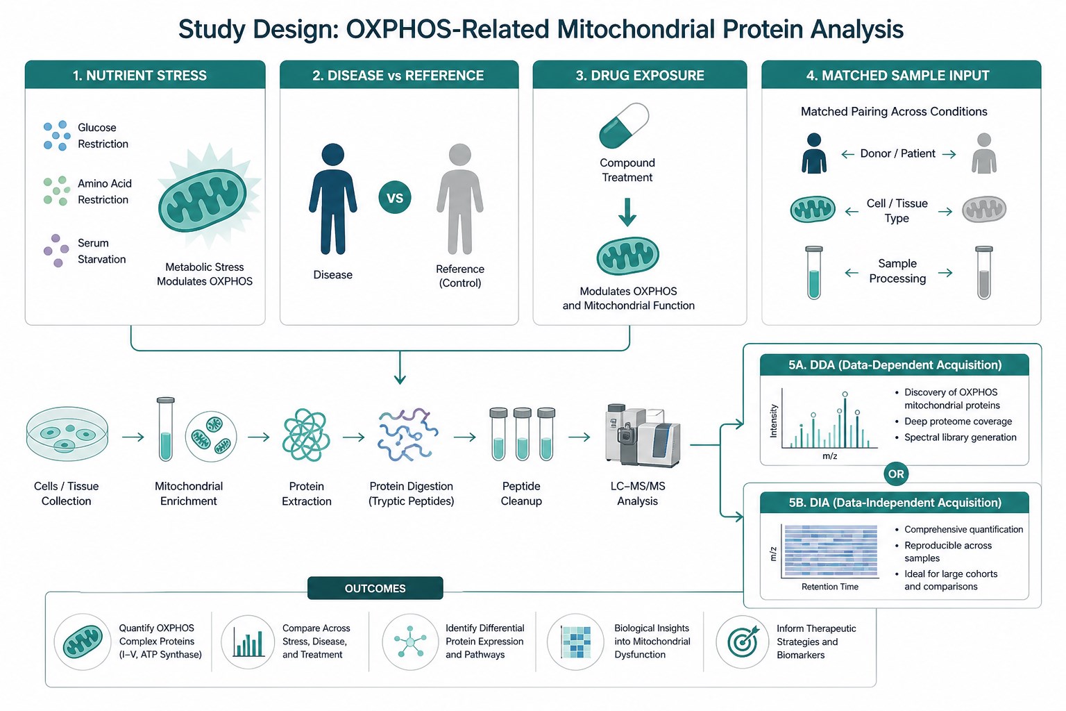 Study designs for OXPHOS-related mitochondrial protein analysis Study designs for OXPHOS-related mitochondrial protein analysis
