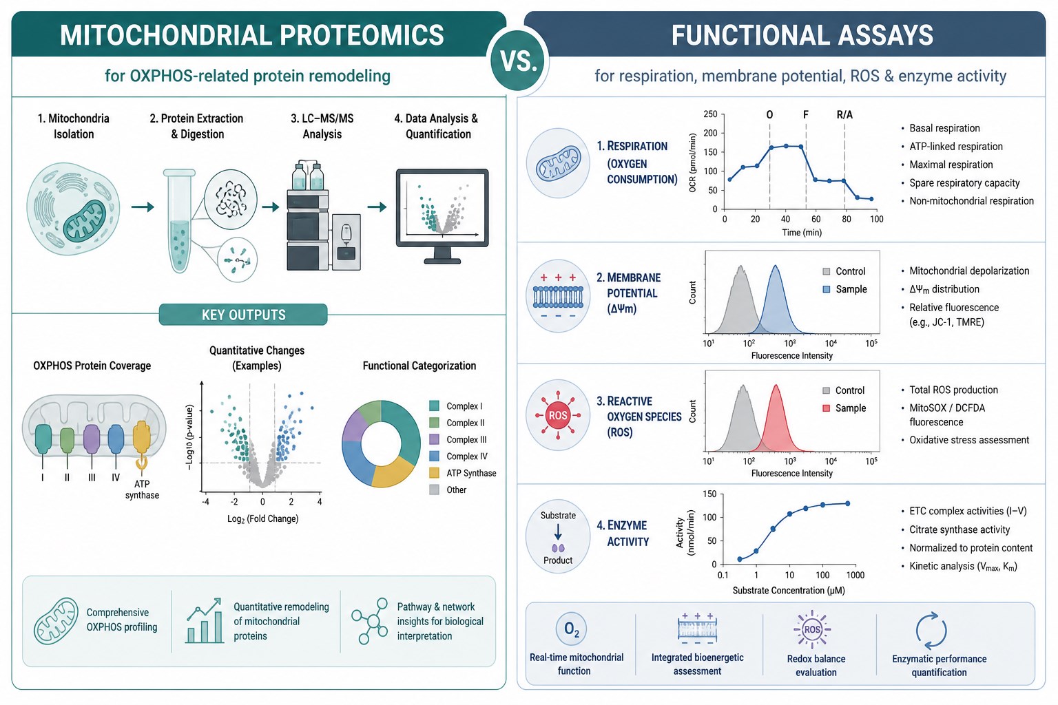 Protein remodeling versus functional OXPHOS readouts Protein remodeling versus functional OXPHOS readouts
