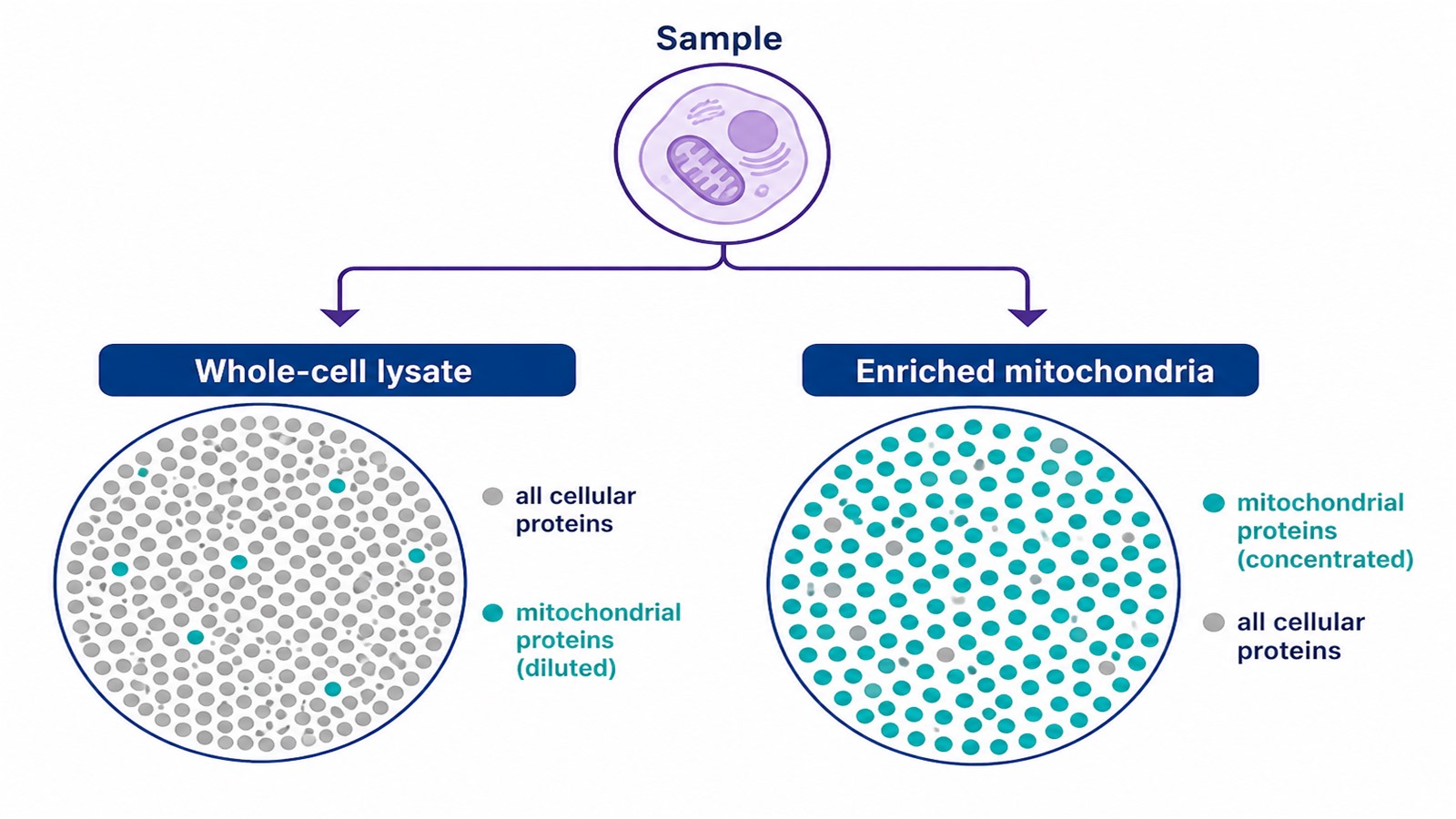 Comparison diagram showing mitochondrial proteins diluted in a whole-cell lysate versus concentrated after mitochondrial enrichment