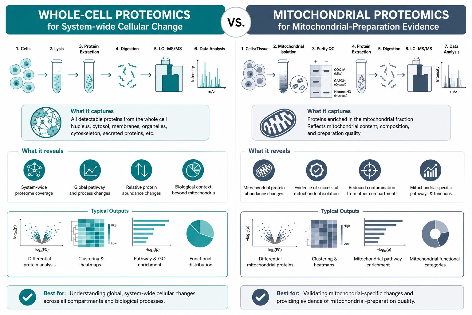 Decision split between whole-cell and mitochondrial proteomics Decision split between whole-cell and mitochondrial proteomics