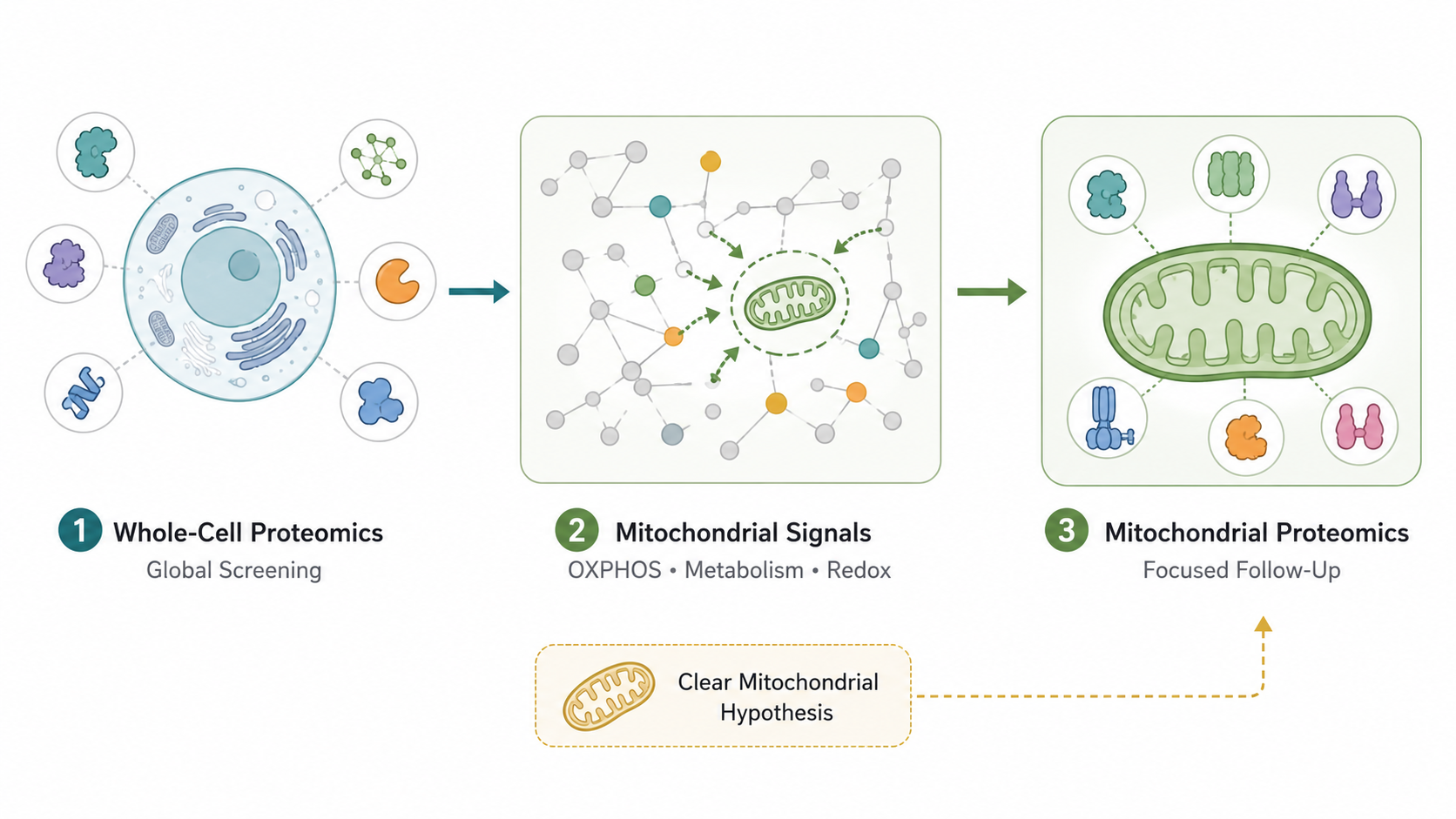 Layered strategy from whole-cell proteomics to mitochondrial proteomics