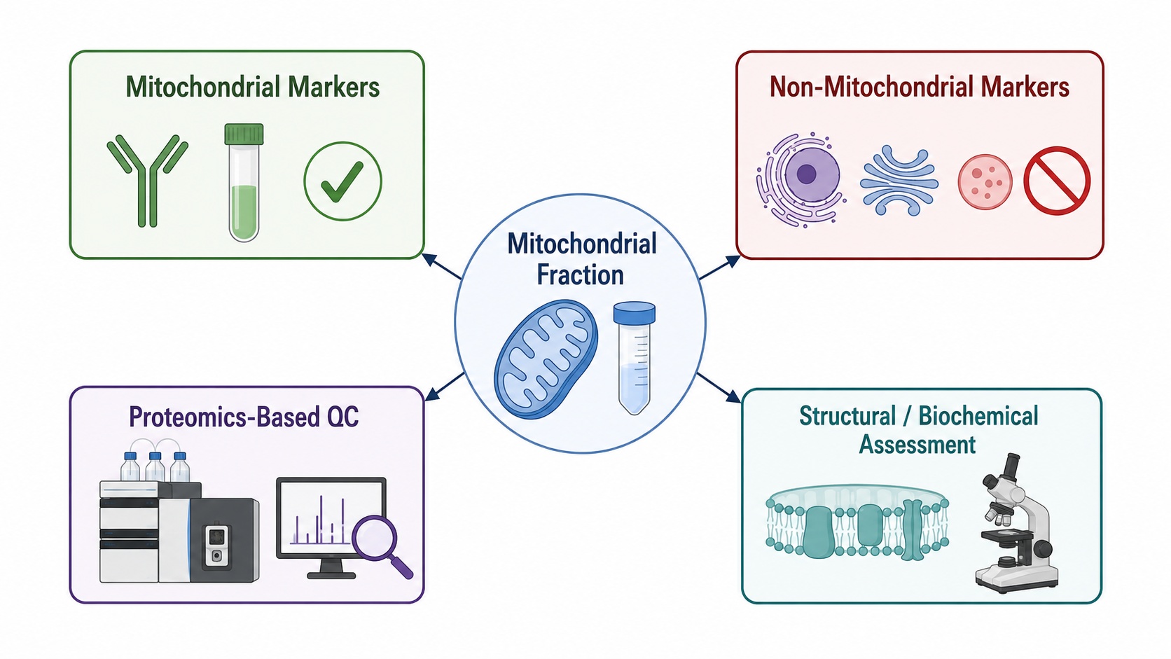 Mitochondrial isolation QC using markers, proteomics, and structural assessment.