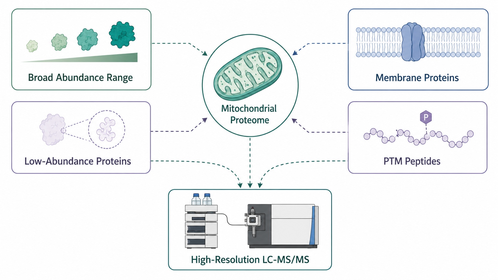 Key analytical challenges in mitochondrial protein profiling supported by high-resolution LC-MS/MS.