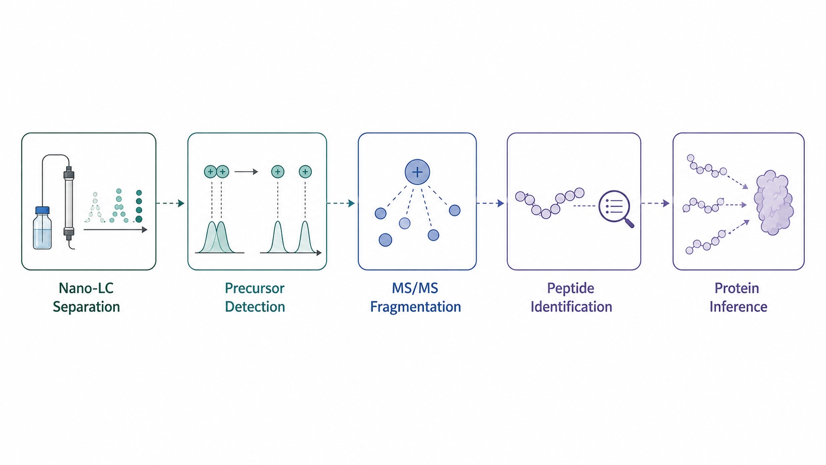 LC-MS/MS workflow from nano-LC separation to peptide identification and protein inference.
