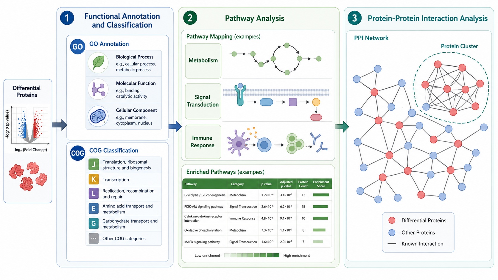 how-to-read-biofluid-proteomics-results-differential-proteins-visualizations-and-pathways3.jpg