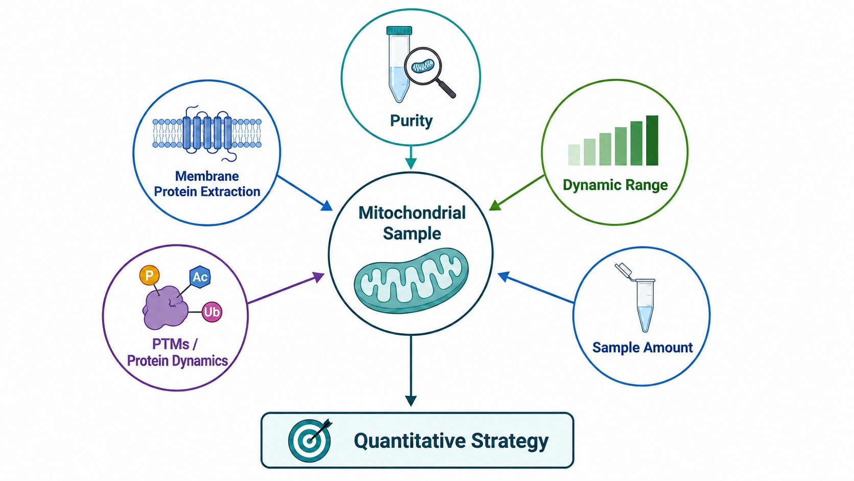 Key sample factors that influence quantitative mitochondrial proteomics strategy.