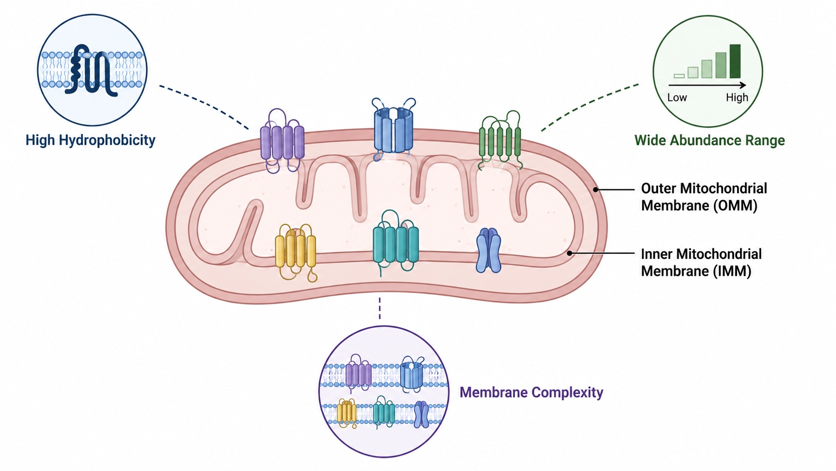 Challenges in mitochondrial membrane protein analysis by LC-MS/MS.