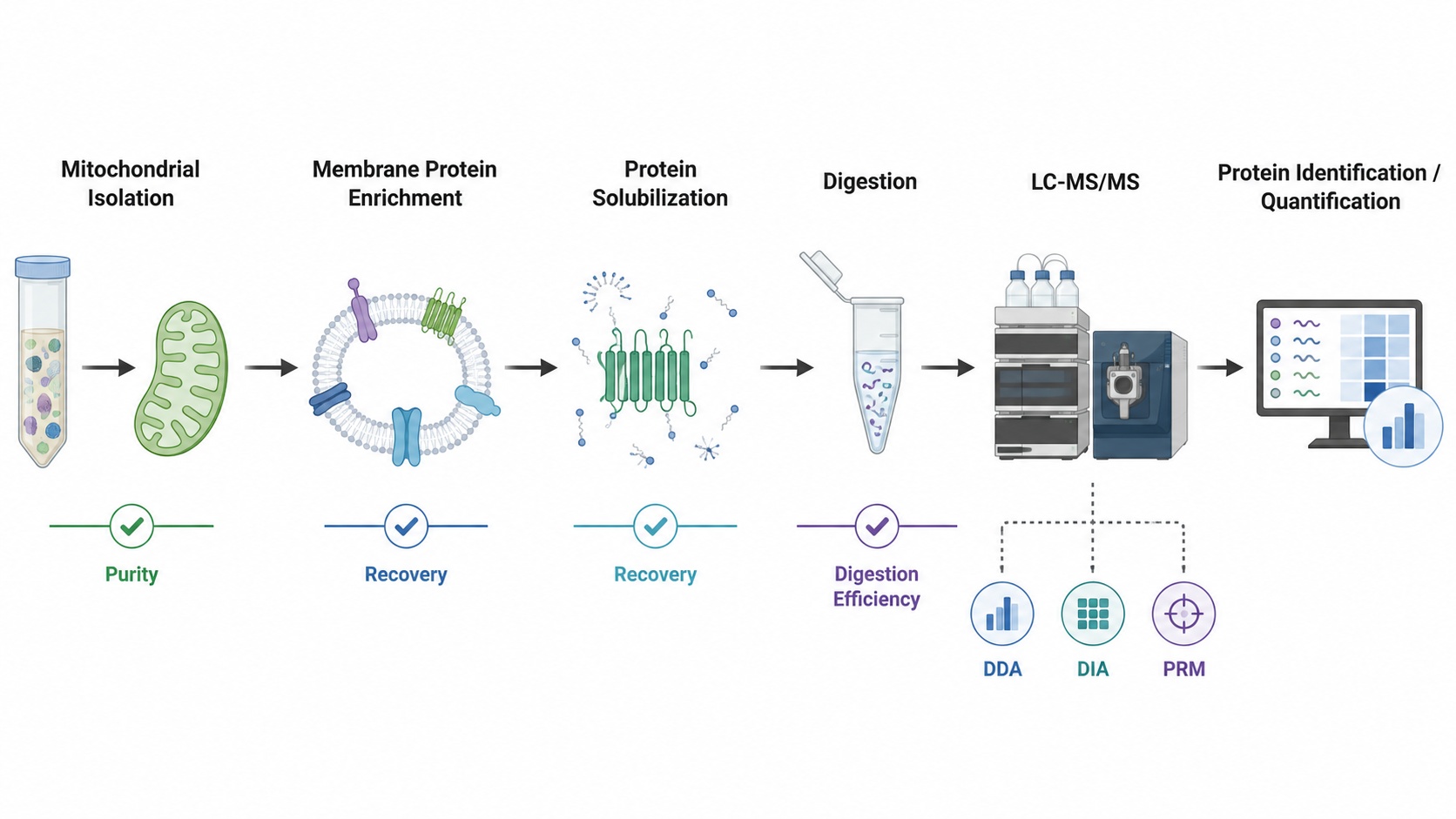 LC-MS/MS workflow for mitochondrial membrane protein analysis.