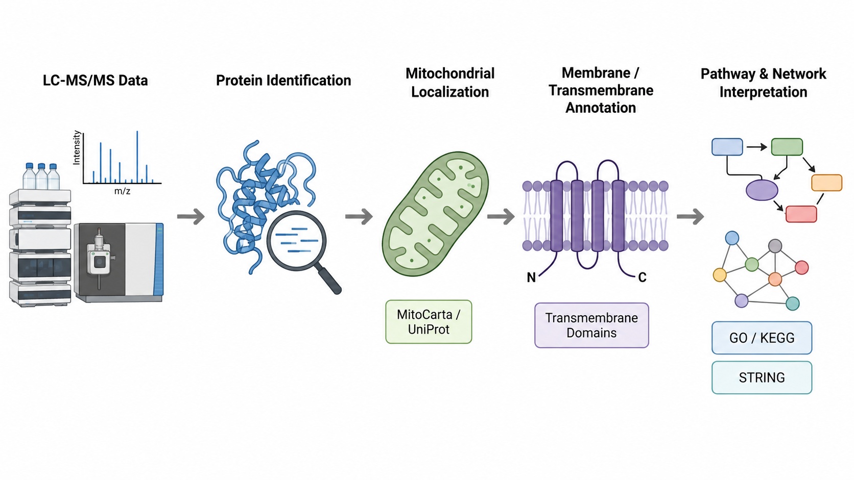 Mitochondrial membrane protein identification and biological interpretation workflow.